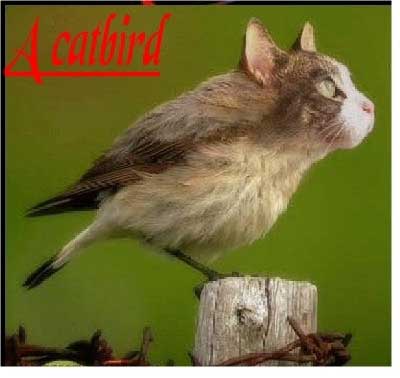 chat oiseau